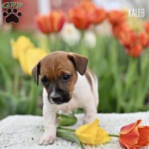 Kaleb, Jack Russell Terrier Puppy