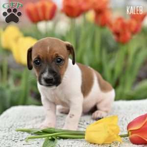 Kaleb, Jack Russell Terrier Puppy