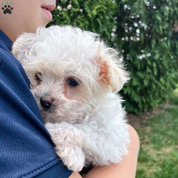 Smidget, Yorkie Poo Puppy