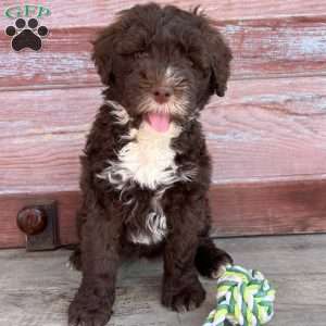 Daisy, Portuguese Water Dog Puppy