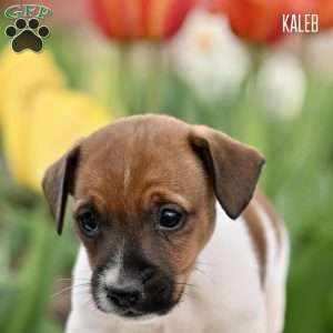 Kaleb, Jack Russell Terrier Puppy