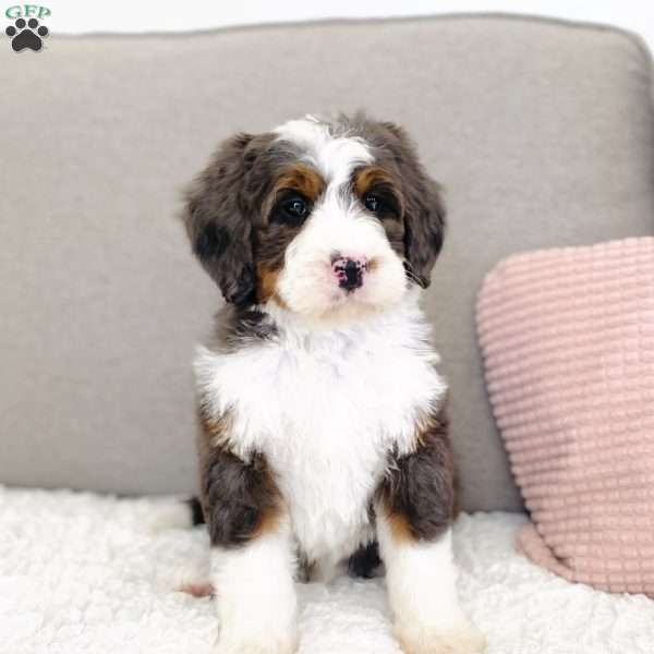 Paisley, Bernedoodle Puppy