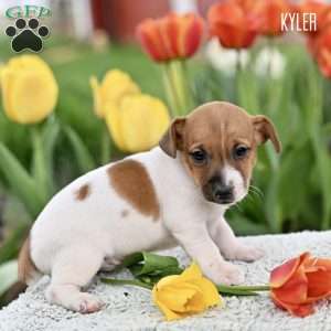 Kyler, Jack Russell Terrier Puppy