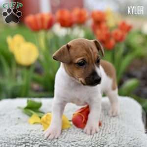 Kyler, Jack Russell Terrier Puppy