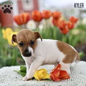 Kyler, Jack Russell Terrier Puppy