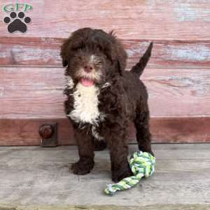 Daisy, Portuguese Water Dog Puppy