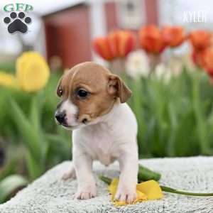 Kyler, Jack Russell Terrier Puppy