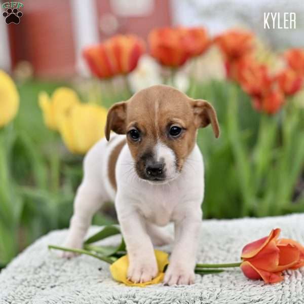 Kyler, Jack Russell Terrier Puppy