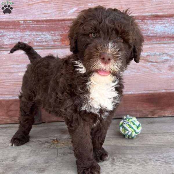 Daisy, Portuguese Water Dog Puppy