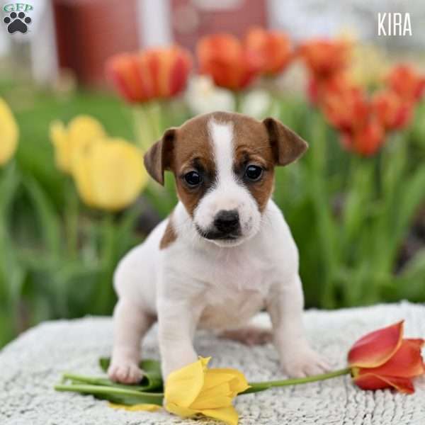Kira, Jack Russell Terrier Puppy