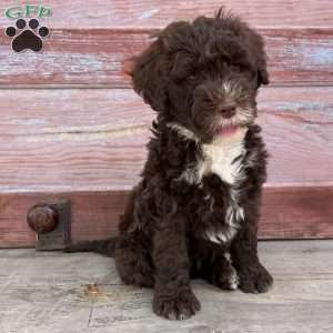 Daisy, Portuguese Water Dog Puppy