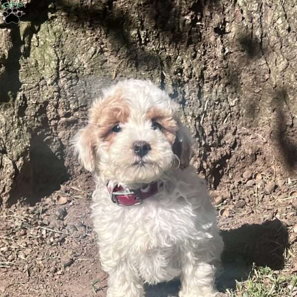Maria, Maltipoo Puppy