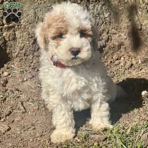 Maria, Maltipoo Puppy