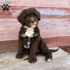 Daisy, Portuguese Water Dog Puppy