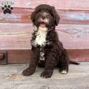 Daisy, Portuguese Water Dog Puppy