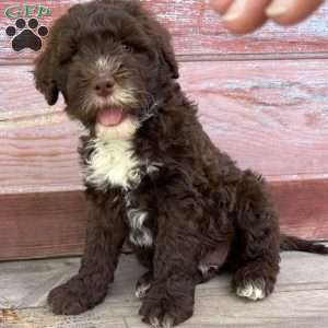 Daisy, Portuguese Water Dog Puppy