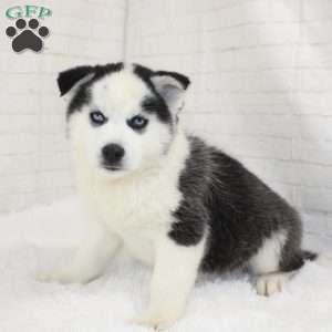 Ashton, Pomsky Puppy