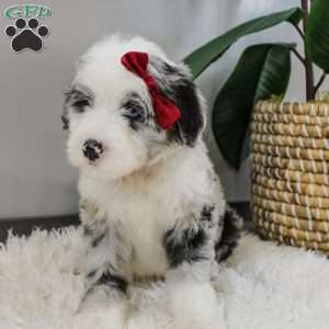 Morrigan, Old English Sheepdog Mix Puppy