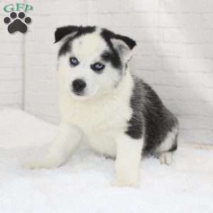 Ashton, Pomsky Puppy
