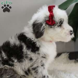 Morrigan, Old English Sheepdog Mix Puppy