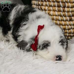 Morrigan, Old English Sheepdog Mix Puppy