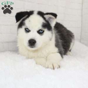 Ashton, Pomsky Puppy