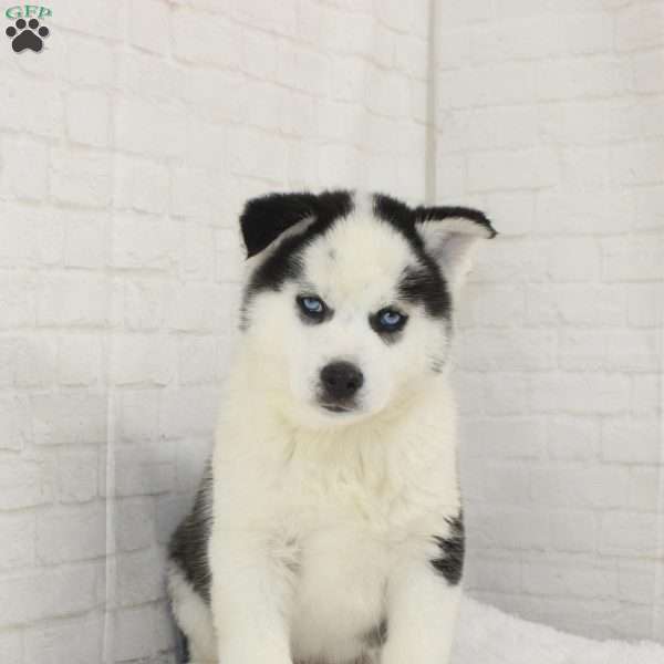 Ashton, Pomsky Puppy
