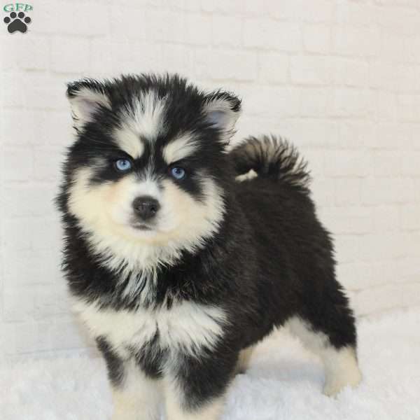 Alexis, Pomsky Puppy