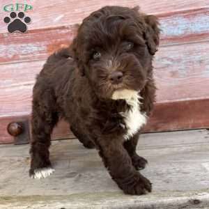 Marsh, Portuguese Water Dog Puppy