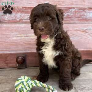 Marsh, Portuguese Water Dog Puppy