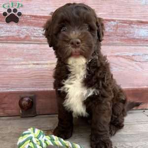 Marsh, Portuguese Water Dog Puppy
