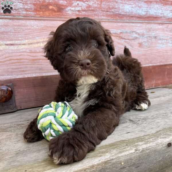 Marsh, Portuguese Water Dog Puppy