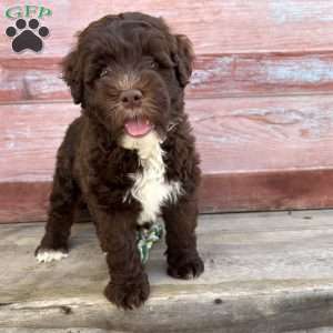 Marsh, Portuguese Water Dog Puppy
