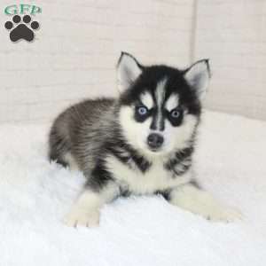 Bruce, Pomsky Puppy