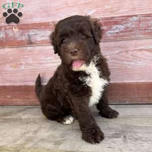 Marsh, Portuguese Water Dog Puppy