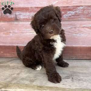 Marsh, Portuguese Water Dog Puppy