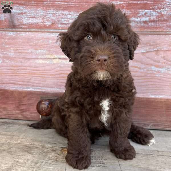 Birch, Portuguese Water Dog Puppy