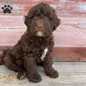 Birch, Portuguese Water Dog Puppy