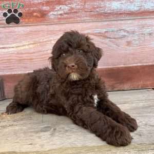 Birch, Portuguese Water Dog Puppy