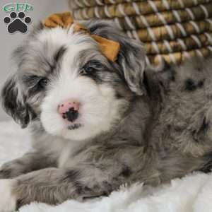 Elaine, Old English Sheepdog Mix Puppy