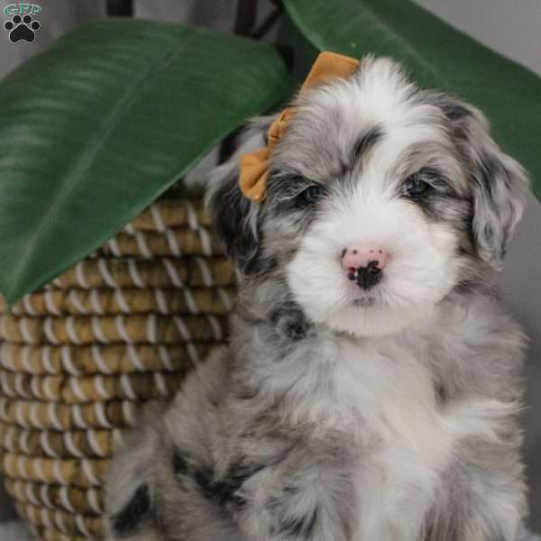 Elaine, Old English Sheepdog Mix Puppy