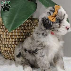 Elaine, Old English Sheepdog Mix Puppy