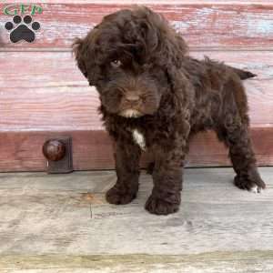 Birch, Portuguese Water Dog Puppy