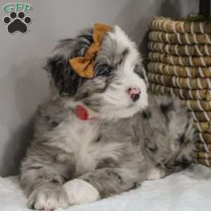 Elaine, Old English Sheepdog Mix Puppy