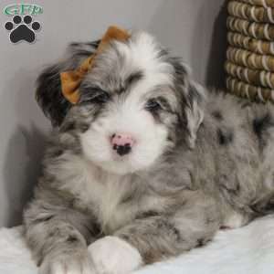 Elaine, Old English Sheepdog Mix Puppy