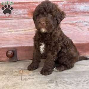 Birch, Portuguese Water Dog Puppy