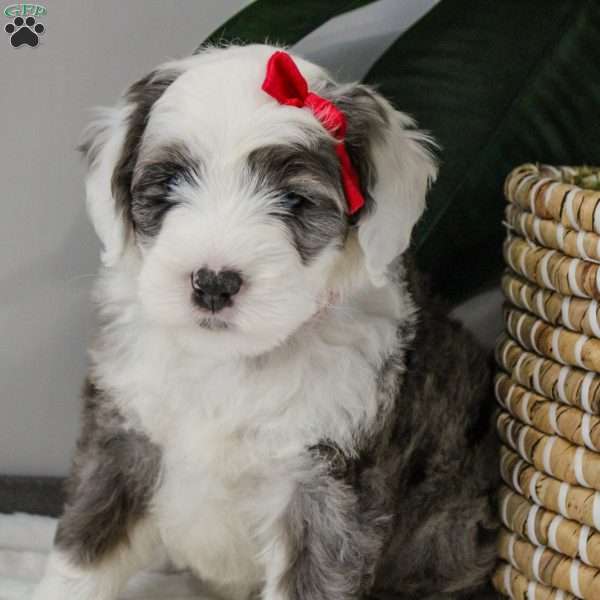 Gwyneth, Old English Sheepdog Mix Puppy