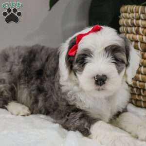 Gwyneth, Old English Sheepdog Mix Puppy