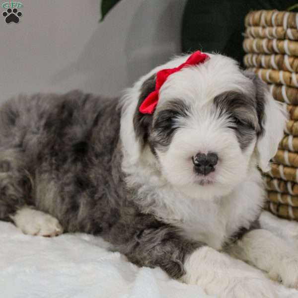Gwyneth, Old English Sheepdog Mix Puppy