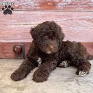 Birch, Portuguese Water Dog Puppy